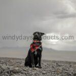 wind dog